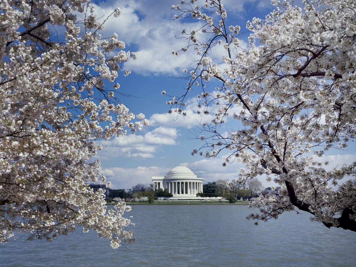 Cherry blossoms along the water in Washington